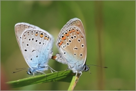 <p>MODRÁSEK JEHLICOVÝ  (Polyommatus icarus) ---- /Common blue butterfly - Hauhechel-Bläuling/</p>